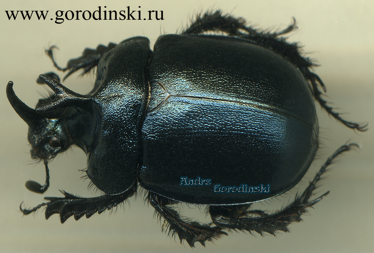 http://www.gorodinski.ru/geotrupes/Enoplotrupes variicolor.jpg